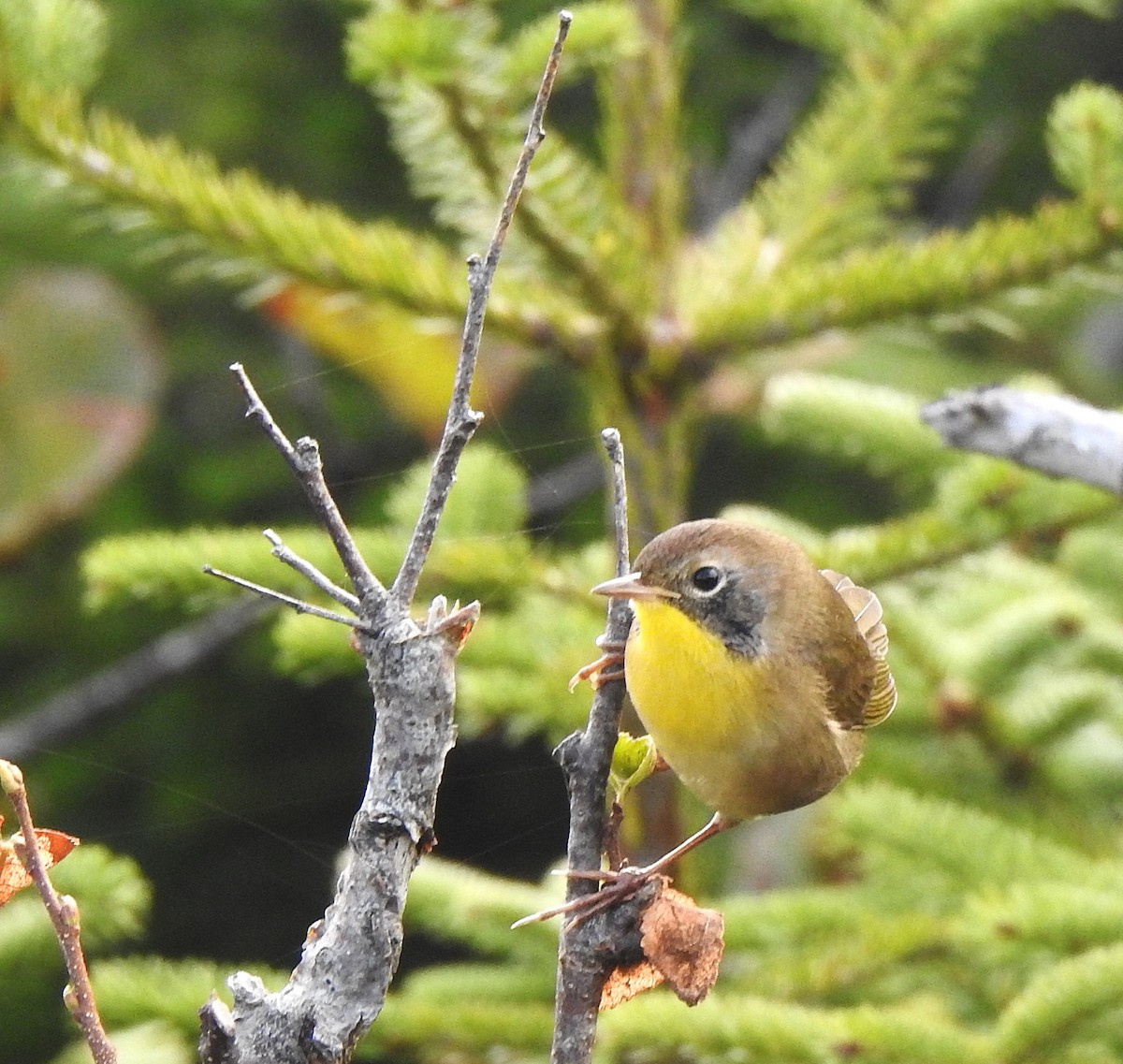 Weidengelbkehlchen - ML642014760