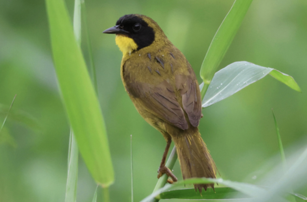 Olive-crowned Yellowthroat - ML642014765