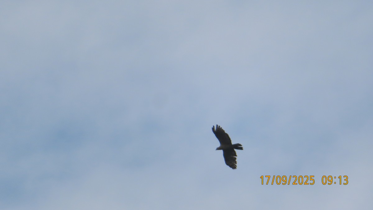 Oriental Honey-buzzard - ML642014766
