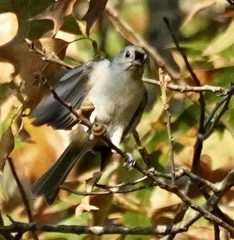 Tufted Titmouse - ML642014768