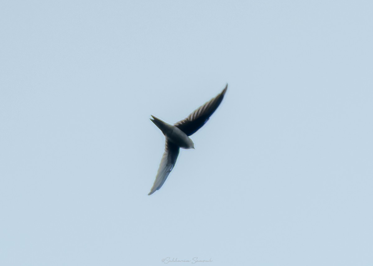 Asian Palm Swift - ML642014784