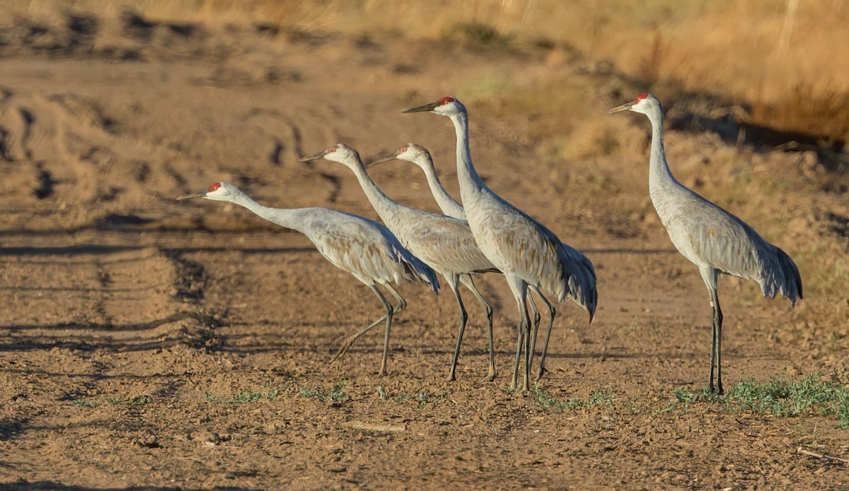 Grulla Canadiense - ML642014801