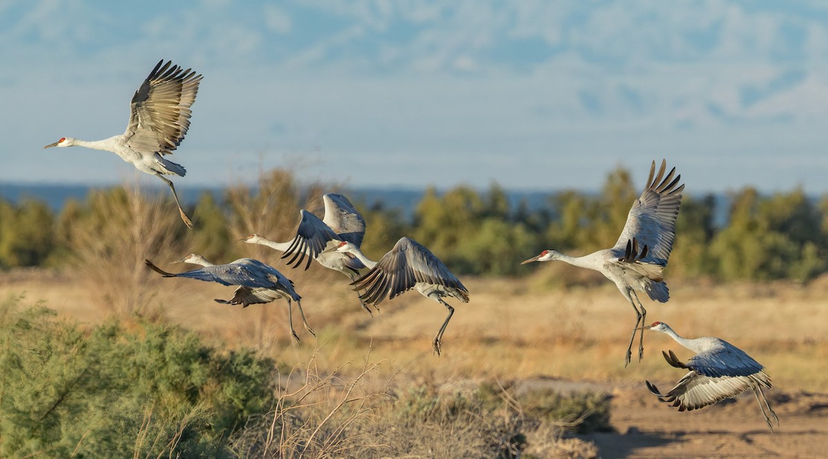 Grulla Canadiense - ML642014802