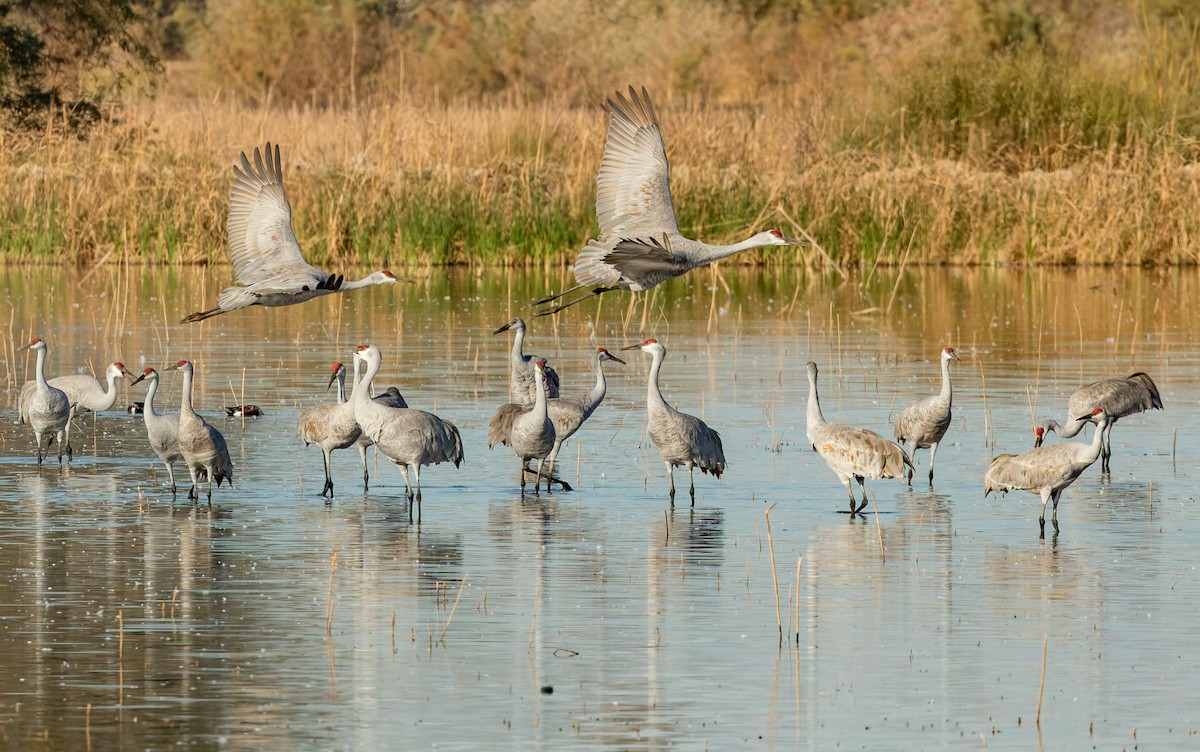 Grulla Canadiense - ML642014803