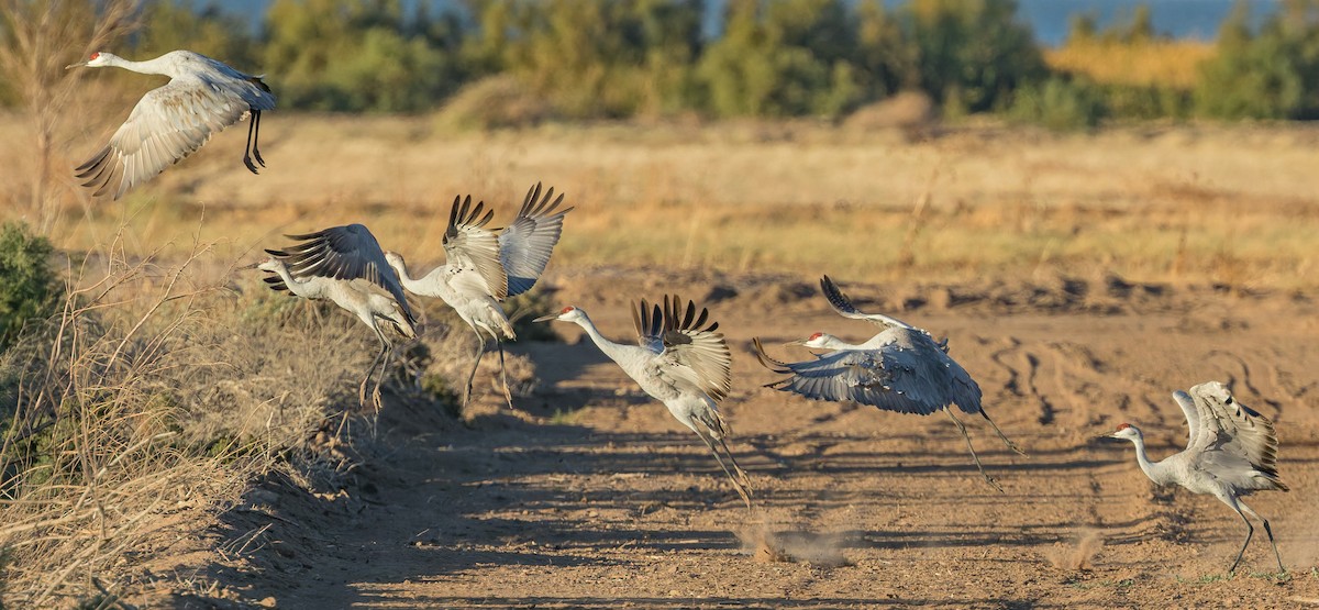 Grulla Canadiense - ML642014807