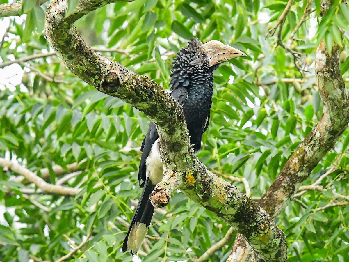 Silvery-cheeked Hornbill - ML642014812