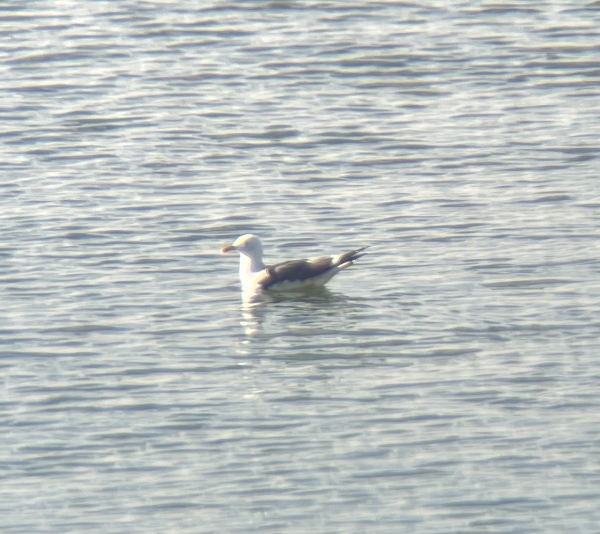 Lesser Black-backed Gull (graellsii) - ML642014814