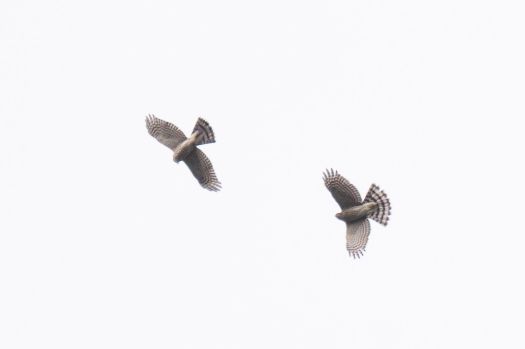 Sharp-shinned Hawk - ML642014820