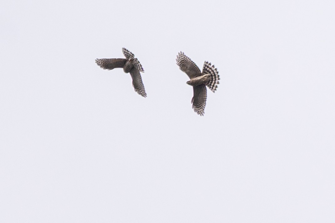 Sharp-shinned Hawk - ML642014821