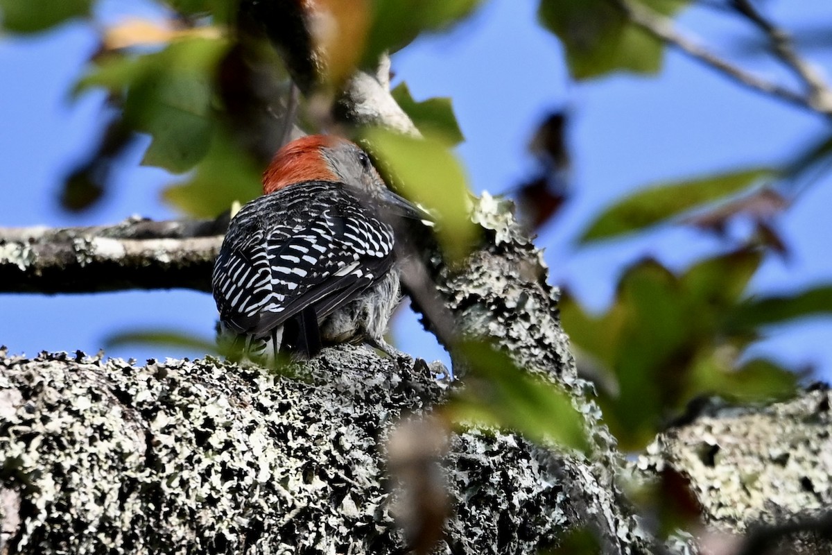 Red-bellied Woodpecker - ML642014822
