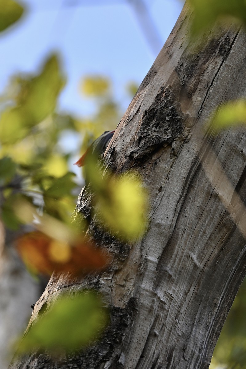 Pileated Woodpecker - ML642014824
