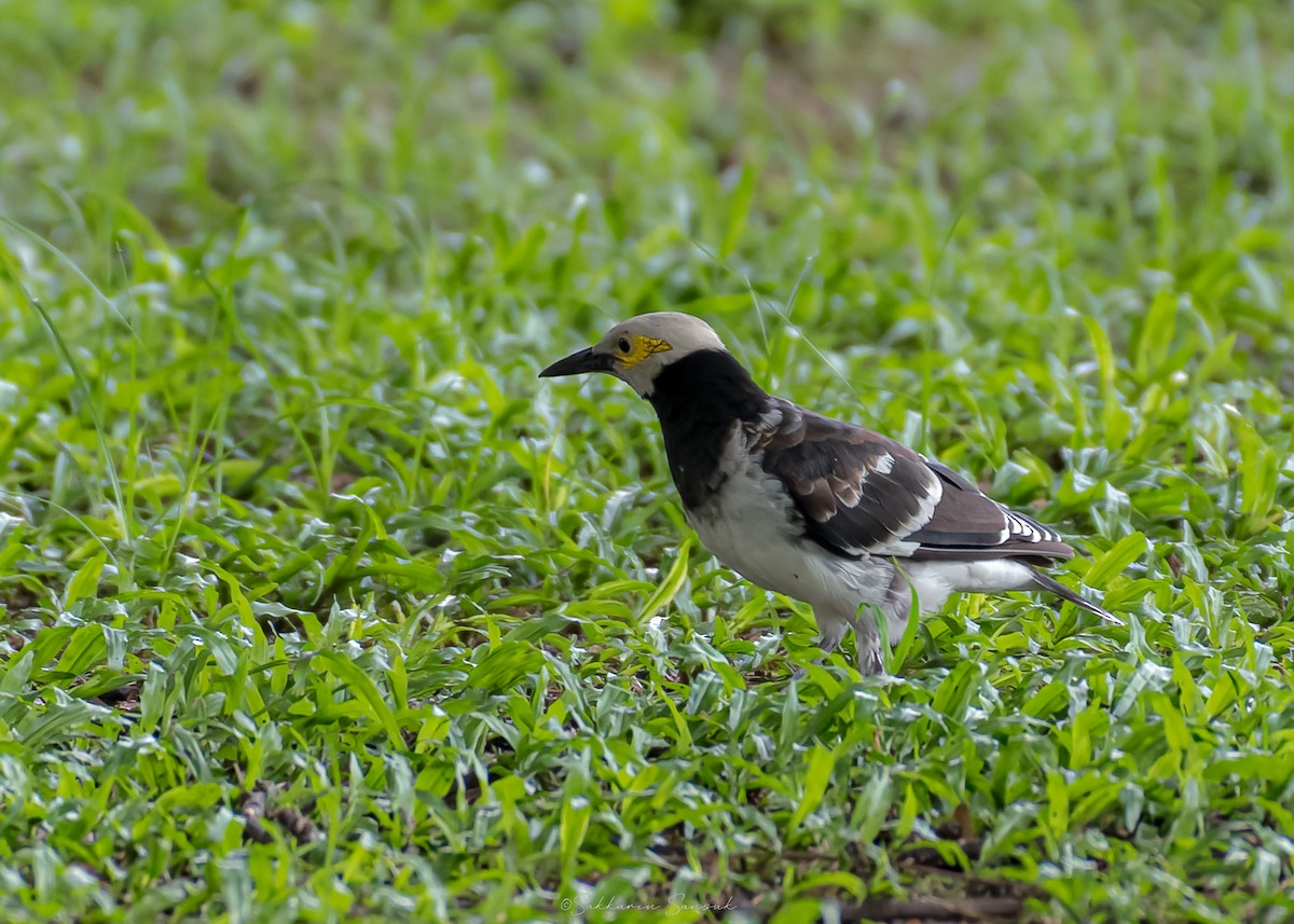 Black-collared Starling - ML642014825