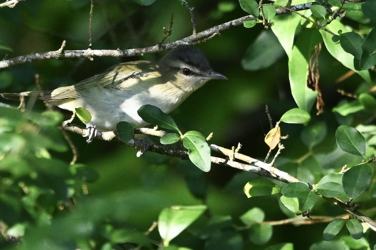 Red-eyed Vireo - ML642014840