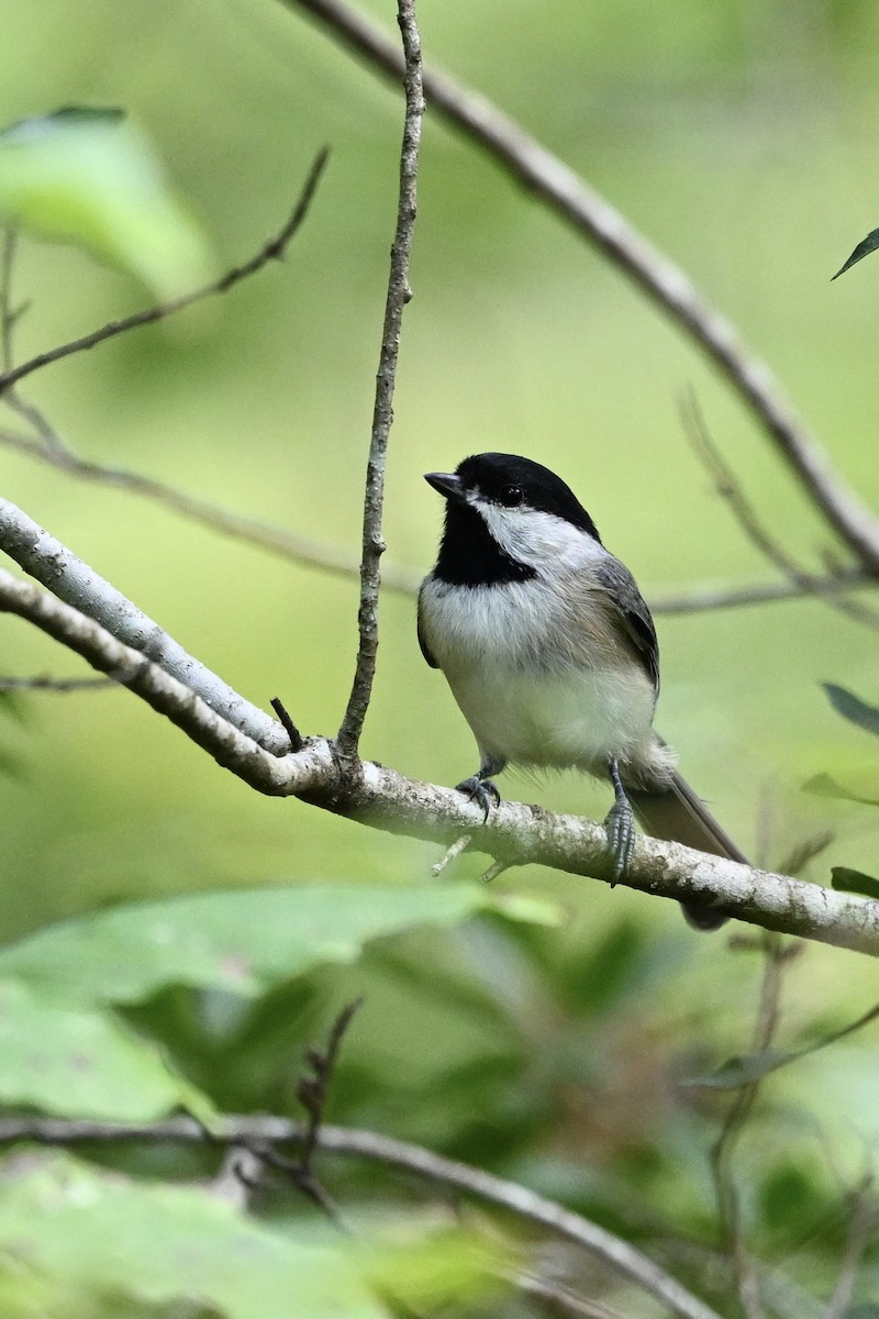 Carolina Chickadee - ML642014842