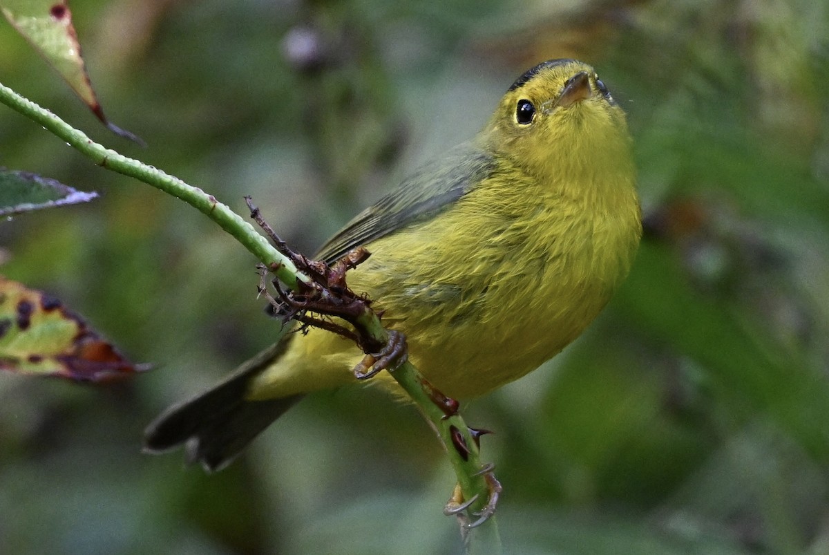 Wilson's Warbler - ML642014843
