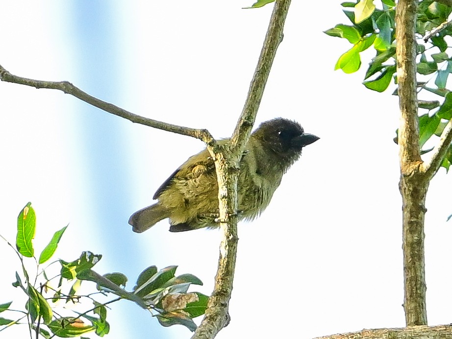 Green Barbet - ML642014844