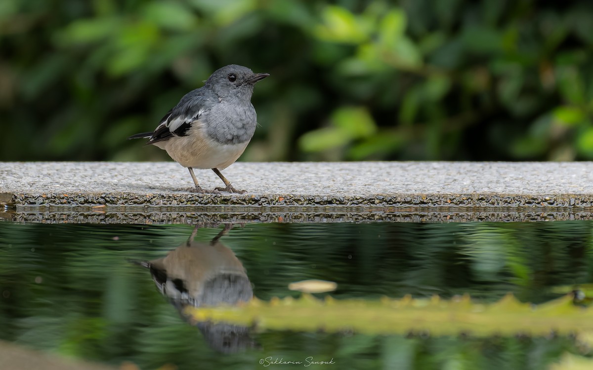 Oriental Magpie-Robin (Oriental) - ML642014845