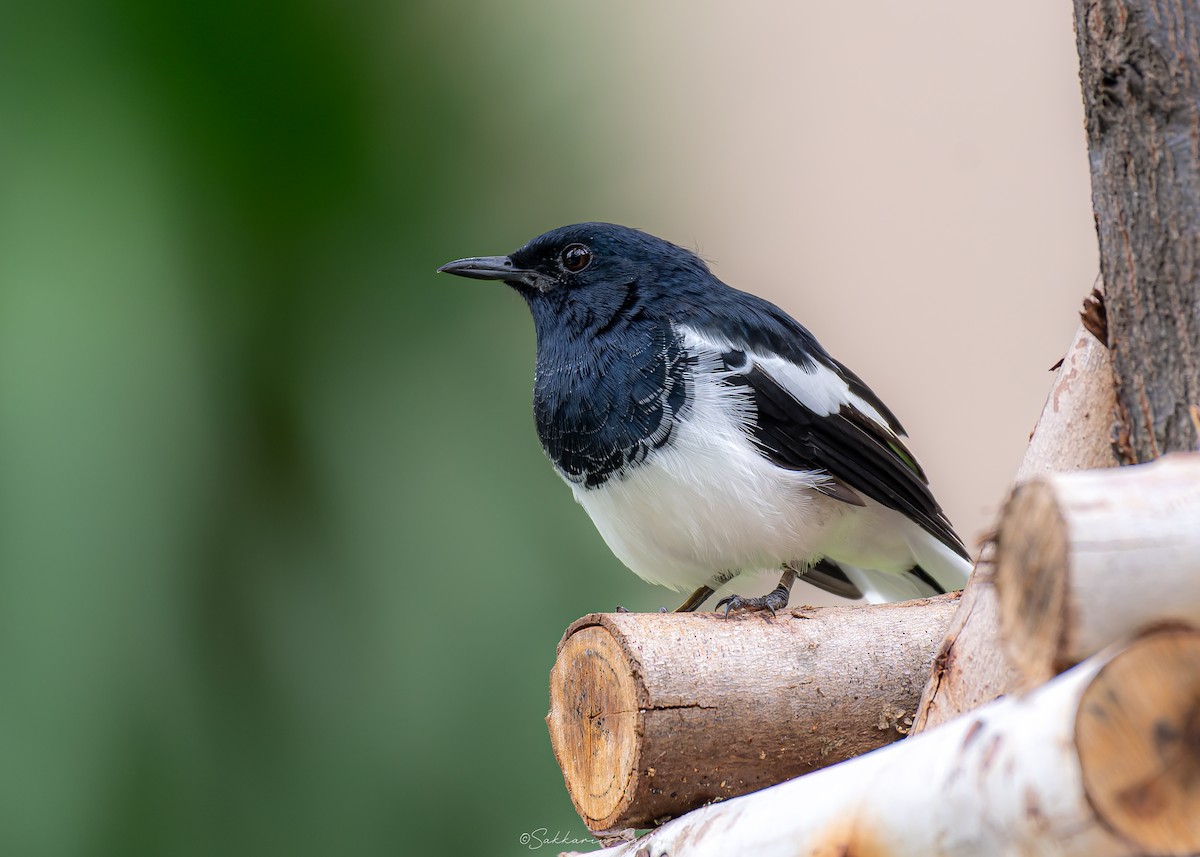 Oriental Magpie-Robin (Oriental) - ML642014846