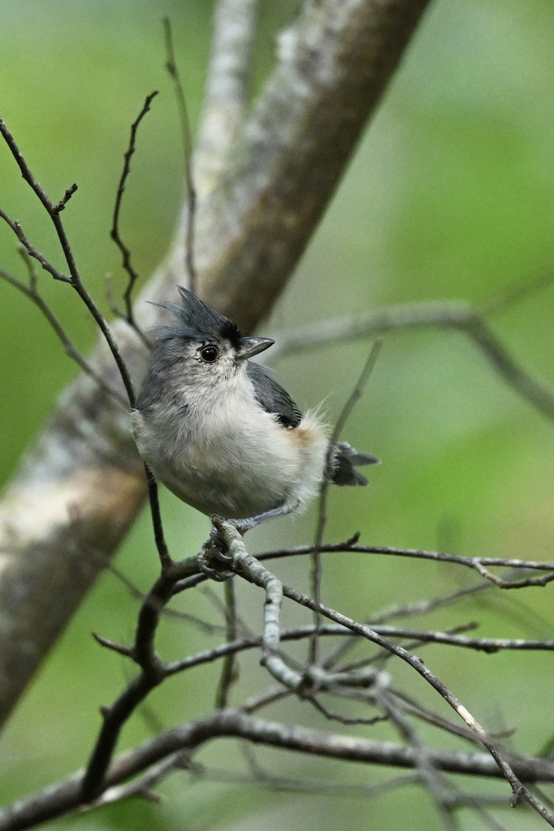 Tufted Titmouse - ML642014847