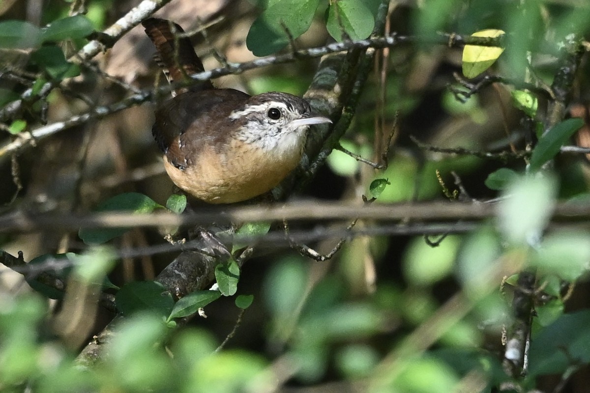 Carolina Wren - ML642014851