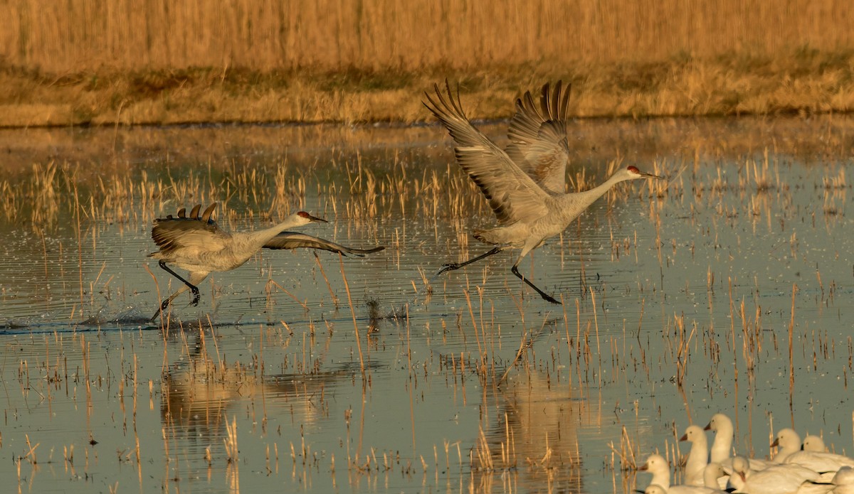 Grulla Canadiense - ML642014857