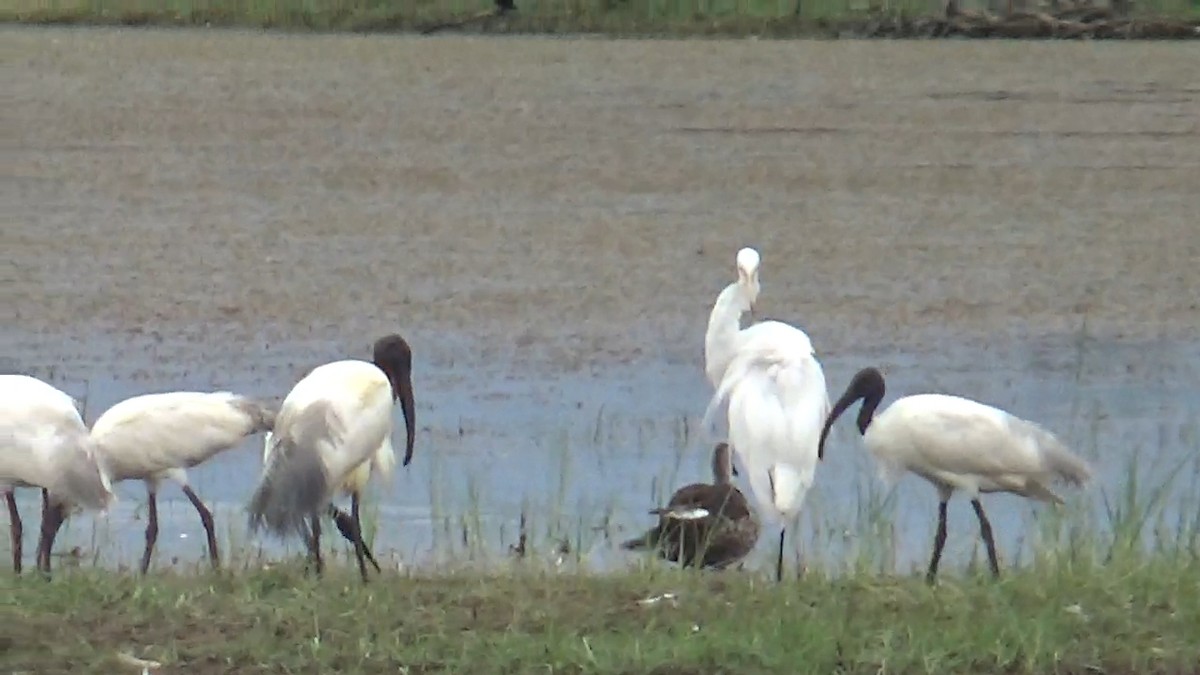 Black-headed Ibis - ML642014858