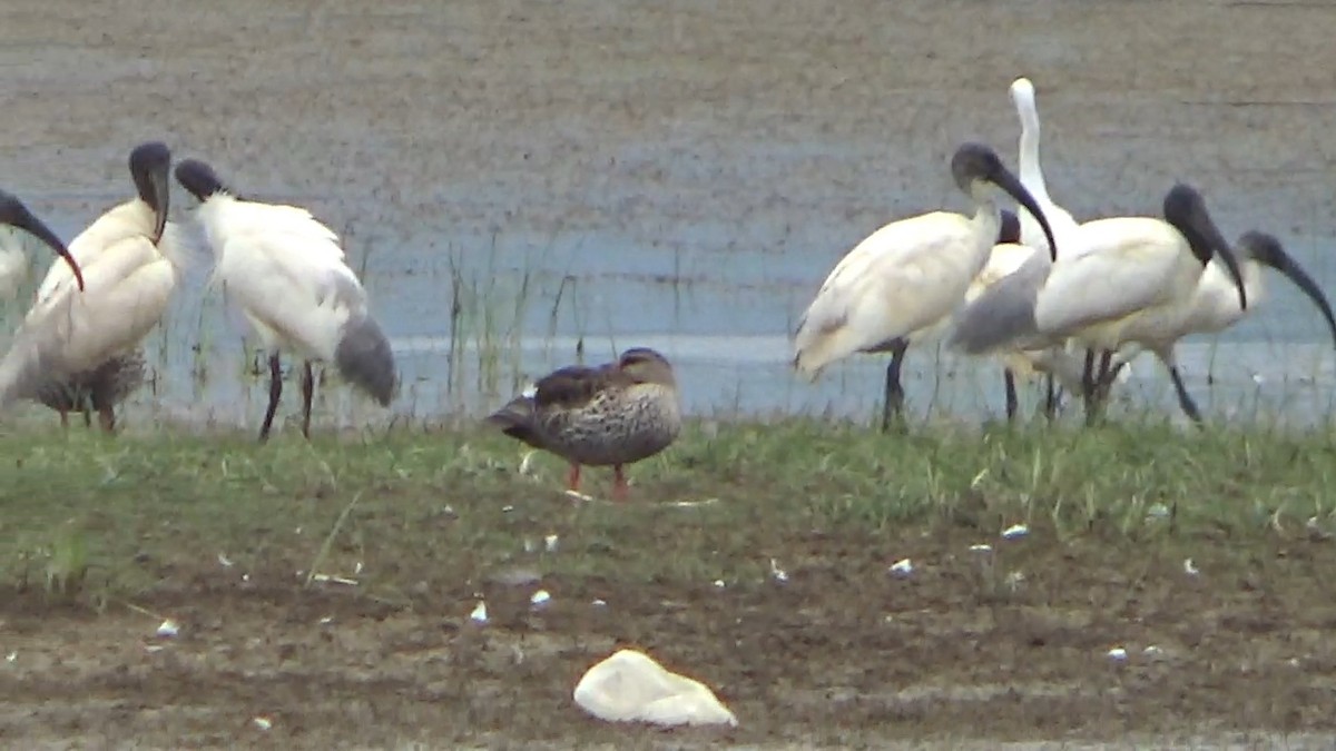 Black-headed Ibis - ML642014859