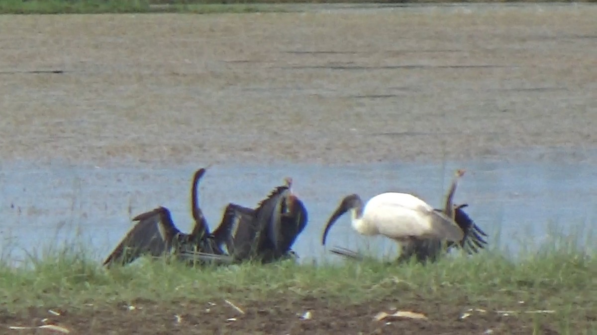 Black-headed Ibis - ML642014860