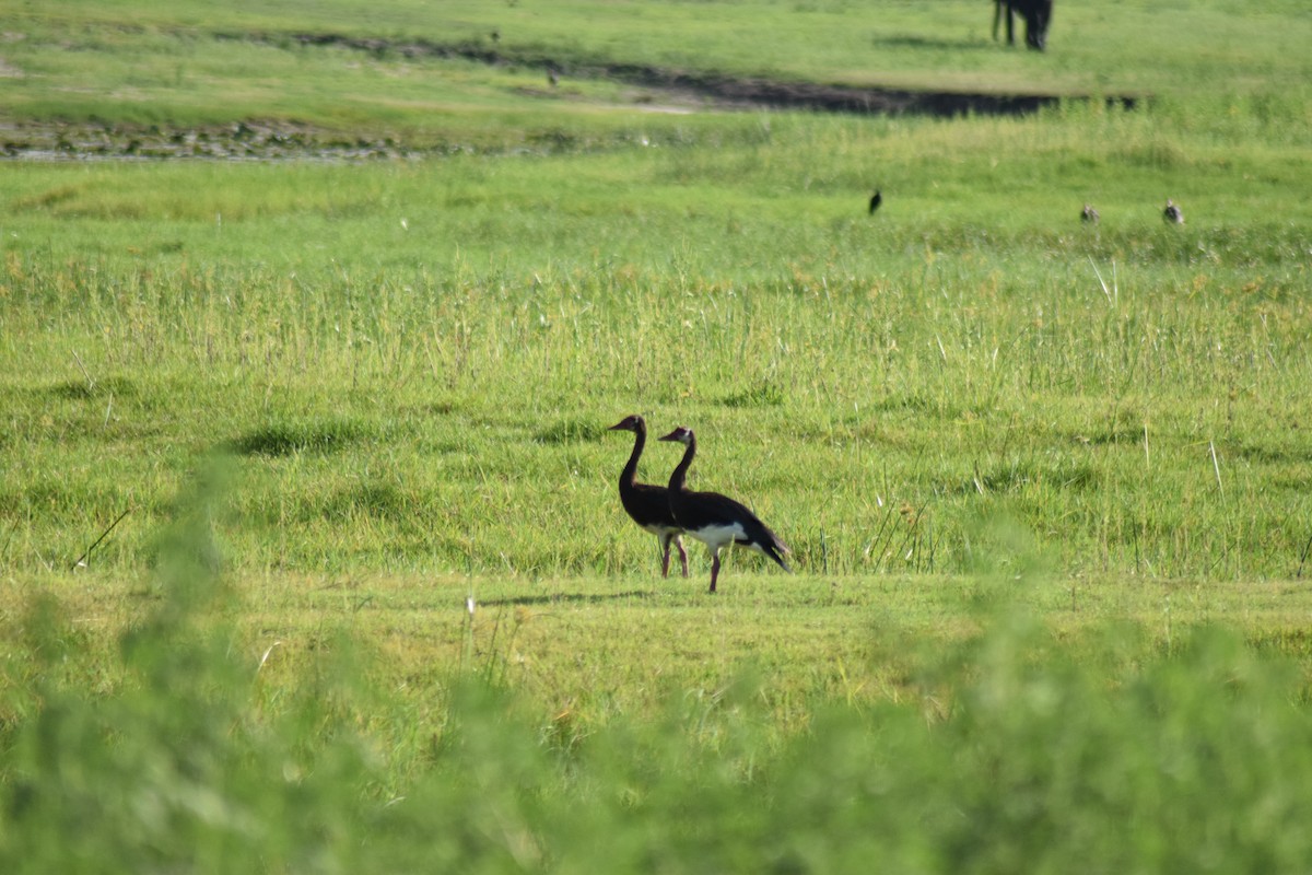 Spur-winged Goose - ML642014863