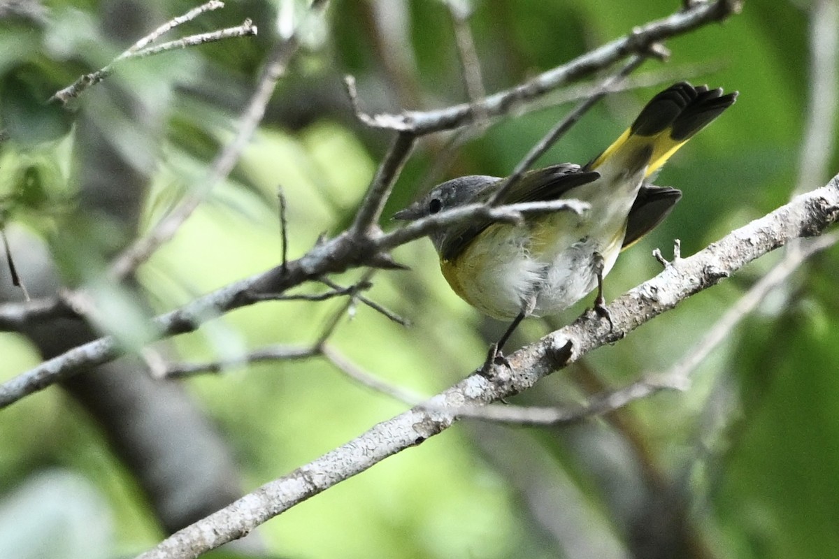 American Redstart - ML642014866
