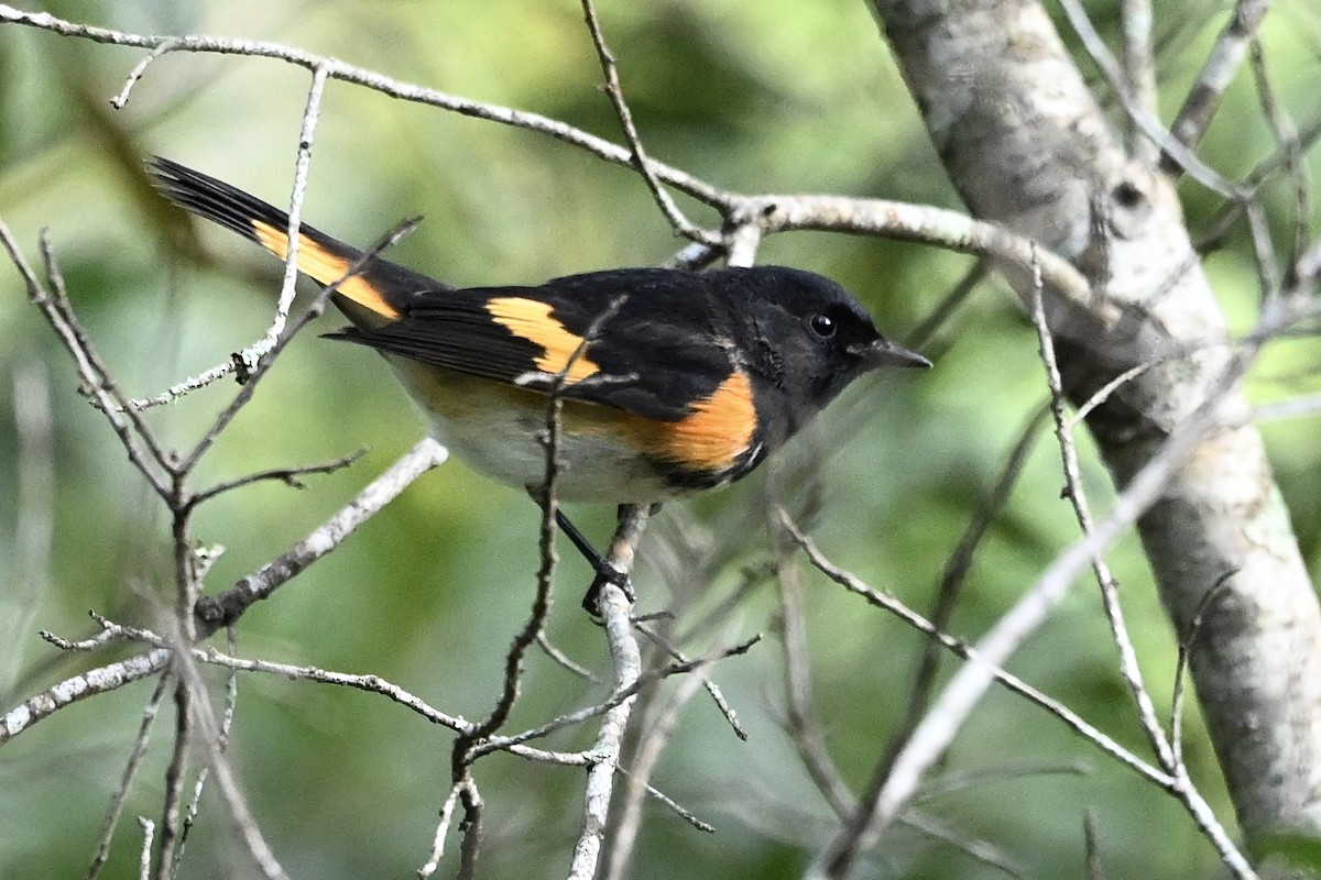 American Redstart - ML642014867