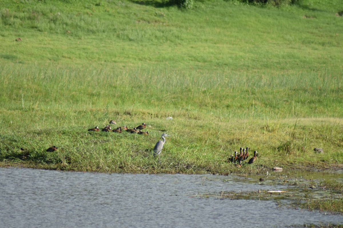 White-faced Whistling-Duck - ML642014870