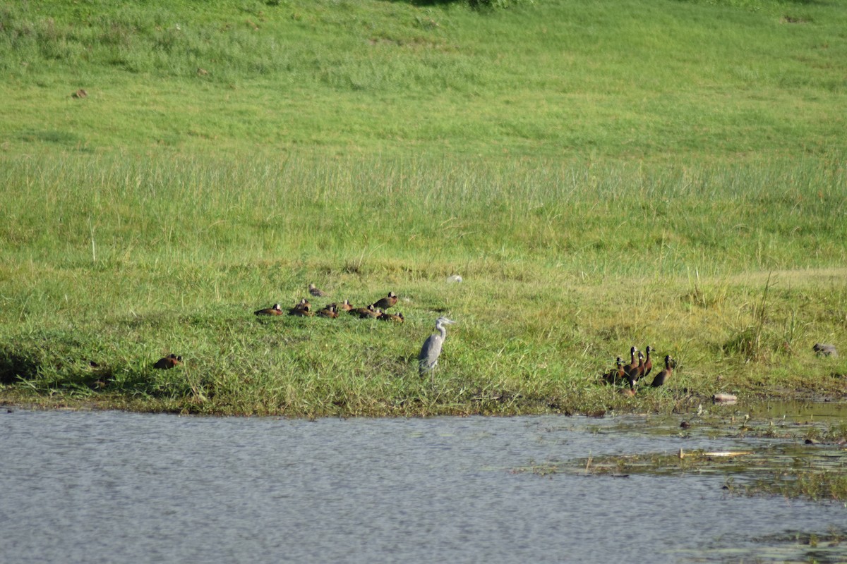 White-faced Whistling-Duck - ML642014871