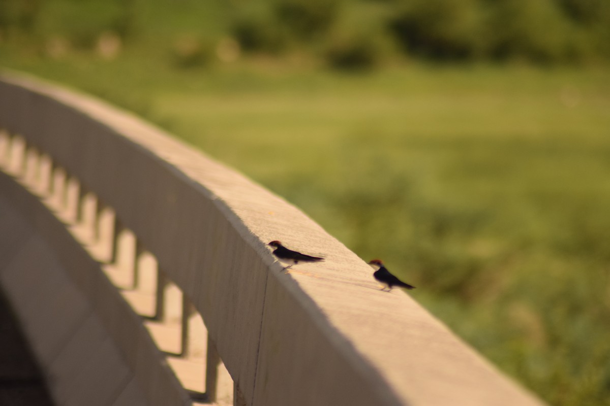 Wire-tailed Swallow - ML642014877