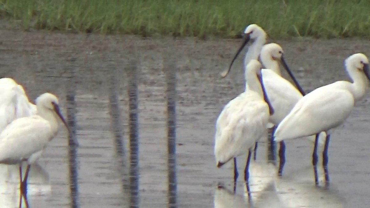Eurasian Spoonbill - ML642014878