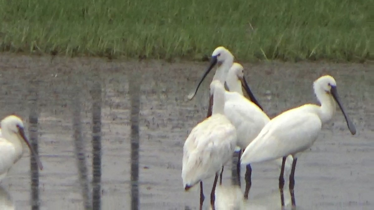 Eurasian Spoonbill - ML642014879