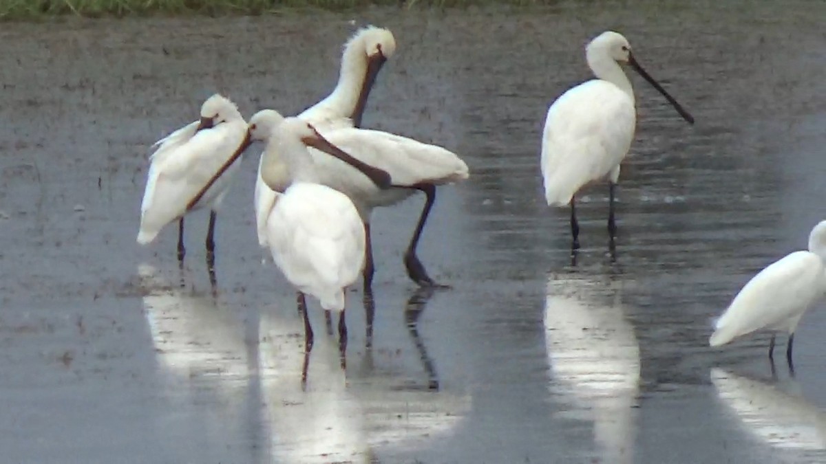 Eurasian Spoonbill - ML642014880