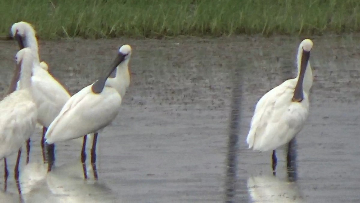 Eurasian Spoonbill - ML642014881
