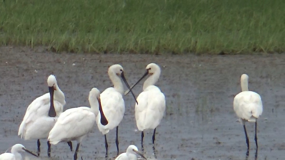Eurasian Spoonbill - ML642014882
