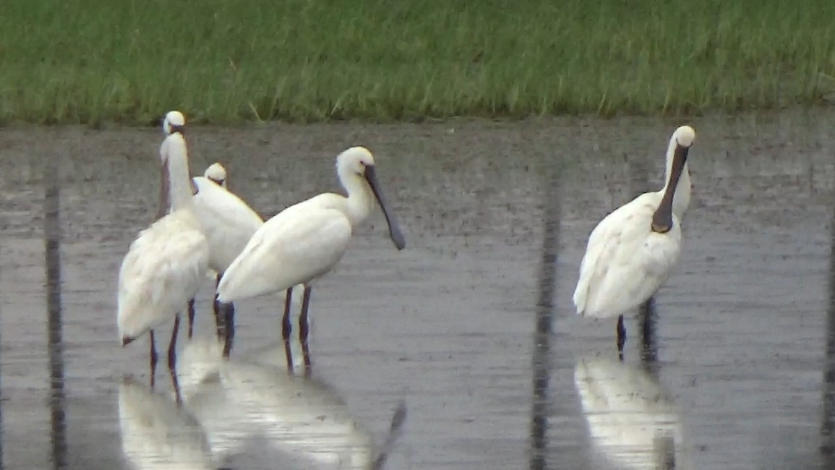Eurasian Spoonbill - ML642014883