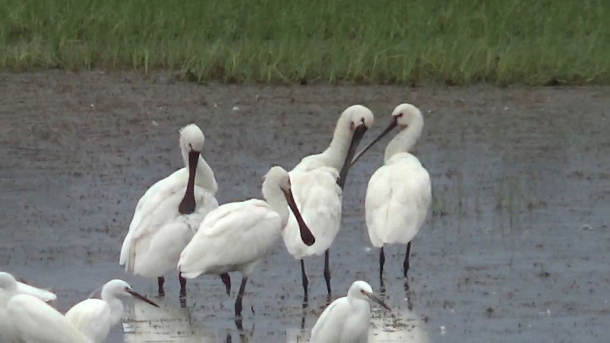 Eurasian Spoonbill - ML642014884