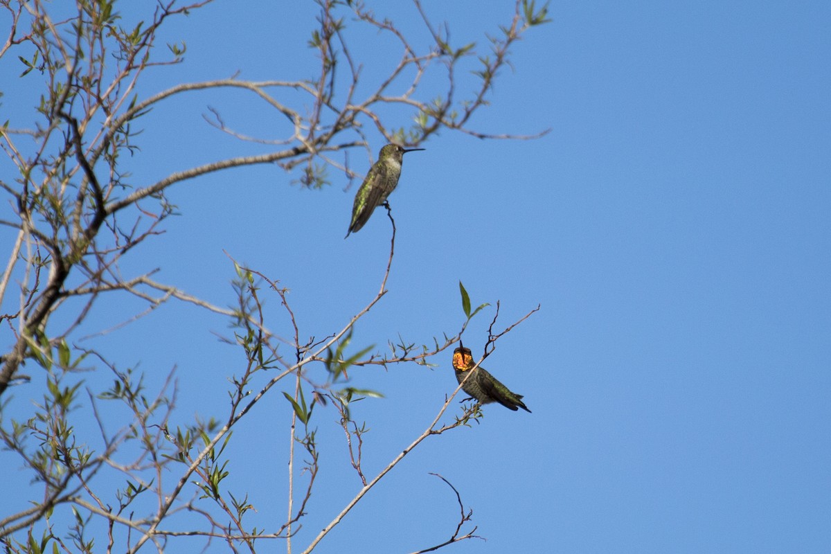 Anna's Hummingbird - ML642014886