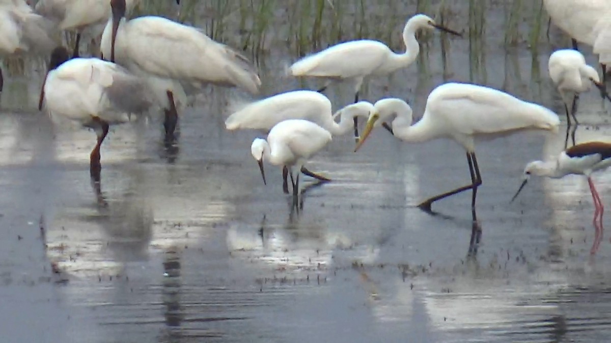 Little Egret - ML642014894