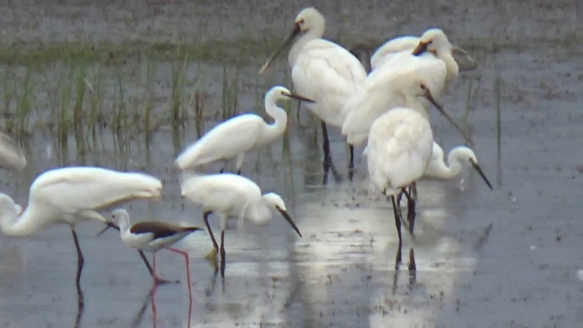 Little Egret - ML642014895