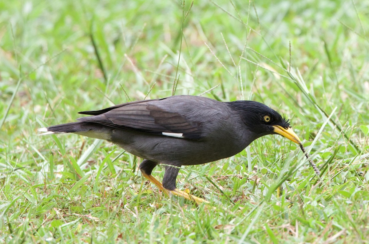 Javan Myna - Eric Barnes