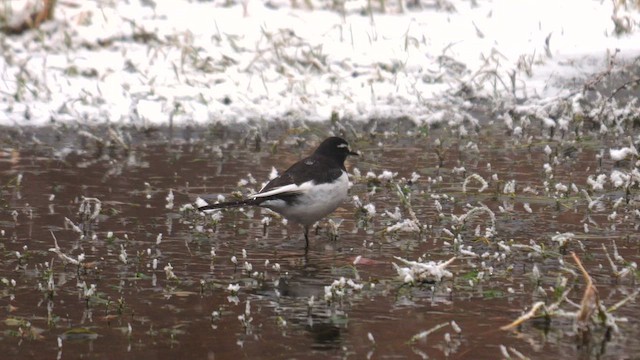 Japanese Wagtail - ML642014913