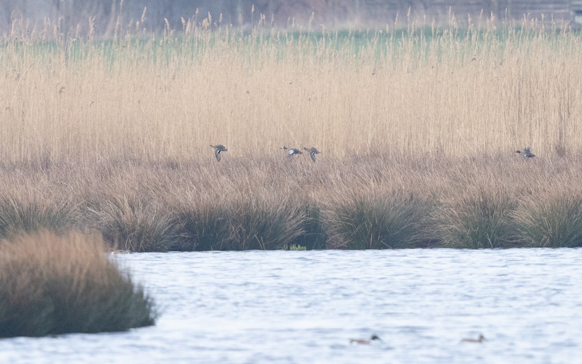 Blue-winged Teal - ML642014914