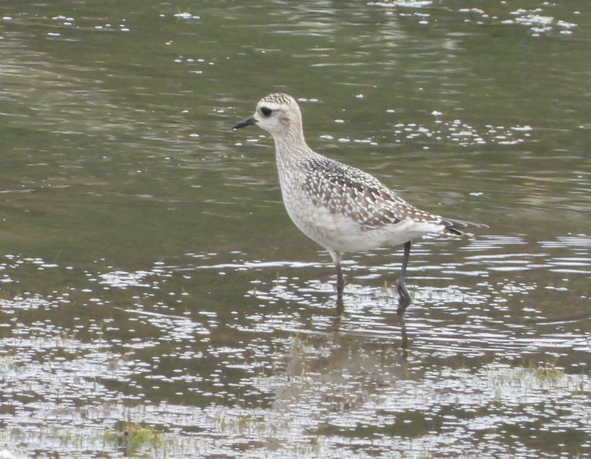 American Golden-Plover - ML642014915