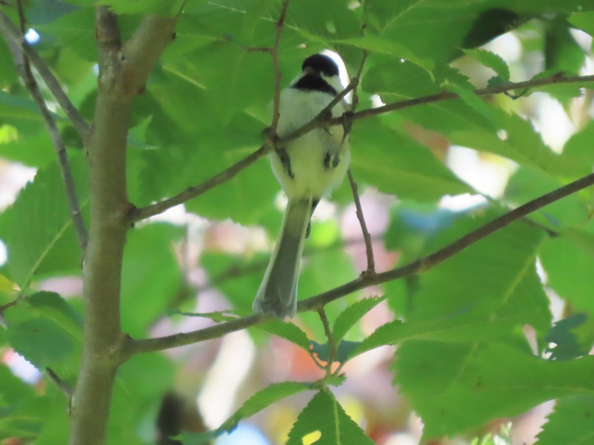 Black-capped Chickadee - ML642014918