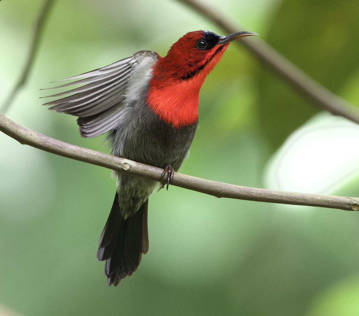 Crimson Sunbird - ML642014920